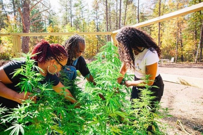 Charlotte's Web Joins Forces With 40-Acre Cooperative to Provide Black Farmers With Resources to Grow Hemp