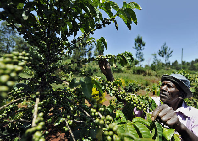 How Black Coffee Growers Are Reclaiming Their Place in the Billion-Dollar Industry